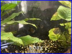 AQUARIUM 30 Gallon Fish Tank with Black Metal Stand 3 Fish, 2 Plants, Supplies